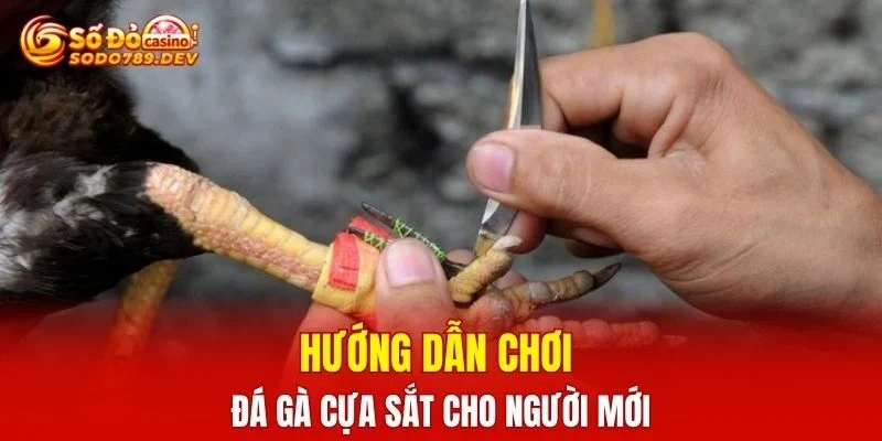 Hướng dẫn chơi đá gà cựa sắt cho người mới